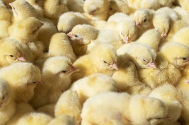 Lots of little yellow newborn Chicks. The view from the top. Agro. clipart