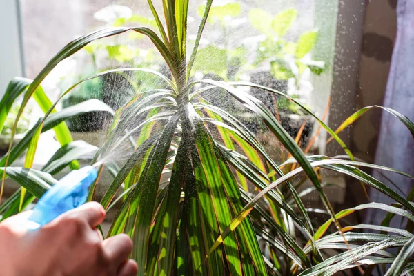 Zimmerpflanze Dracaena Wasser Mit Einem Sprüher Wasser Tropft Auf Die — Stockfoto