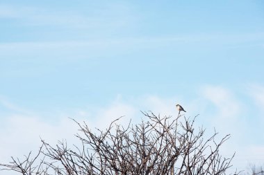 Küçük kuş açık mavi gökyüzüne karşı bir dalda oturuyor. Minimalizm. Serçe.