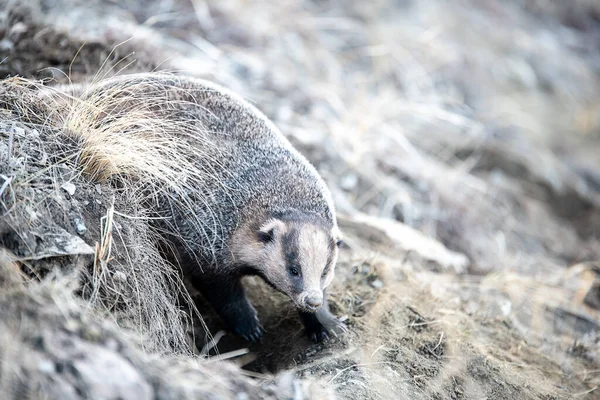 Badger Lapangan Awal Musim Semi Rusia Ural — Stok Foto