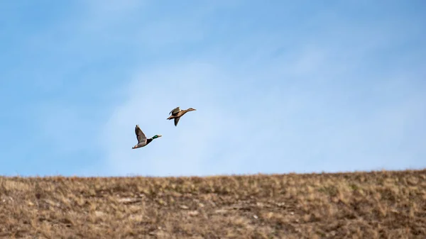 Egy Pár Vadkacsa Repül Tiszta Kék Felé Kora Tavasszal Család — Stock Fotó