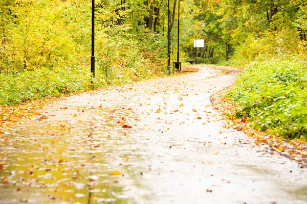 秋は公園内の道路上の黄色の紅葉 — ストック写真