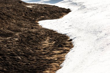 Yapay otların ilkbaharda yanması sonucu yanmış kara toprak. Kar çimenleri yakmayı durdurdu..