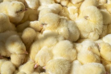 Bir sürü yeni doğmuş sarı piliç. Yukarıdan manzara. Agro..