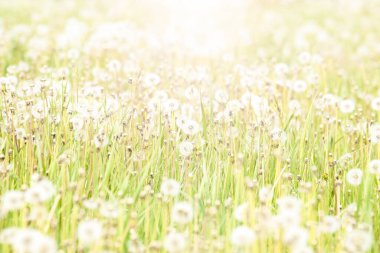 Bir sürü beyaz çiçekli karahindiba tarlası