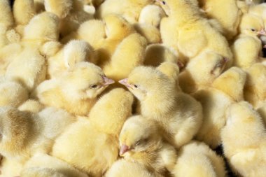 Bir sürü yeni doğmuş sarı piliç. Yukarıdan manzara. Agro..