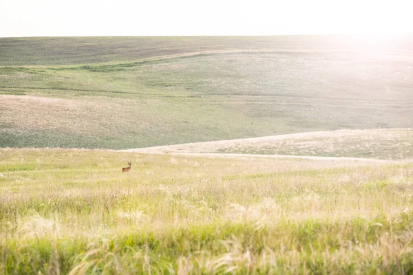 Beautiful Summer Landscape Roe Hilly Field Sunny Day — Stock Photo, Image