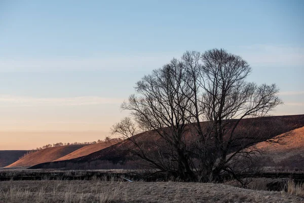 Landscape Early Spring Tree Hills Background One Hill Black Burned — Stock Photo, Image