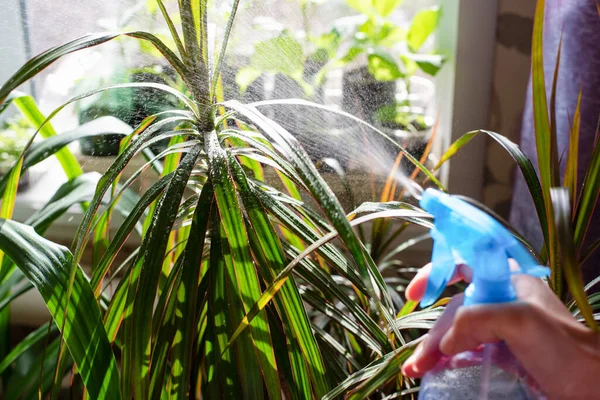 Indoor plant dracaena. Water with a sprayer. Water drops on leaves. Hobby.