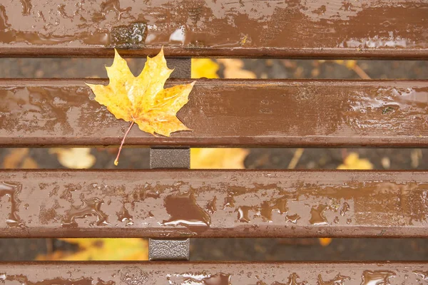 Gelber Maibaum Blättert Herbsttag Stadtpark — Stockfoto