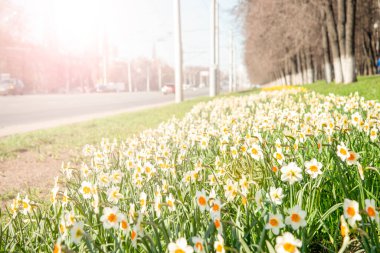 Güzel beyaz nergisler bahar günü bir şehir sokağında çiçek açtı.
