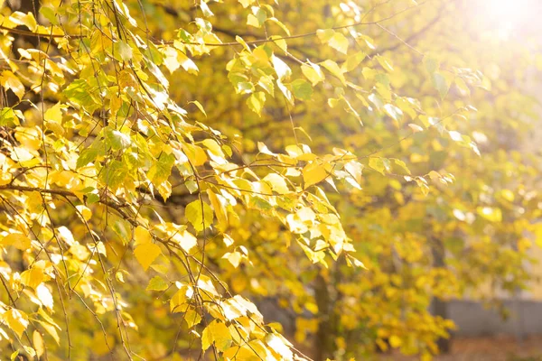 Gelbe Blätter Der Birke Ast Herbsttag — Stockfoto