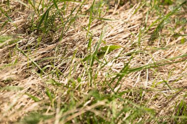 Lacerta agilis. Yeşil. Çimlerde kılık değiştirme. Bahar. Güneşli bir gün. Rusya.