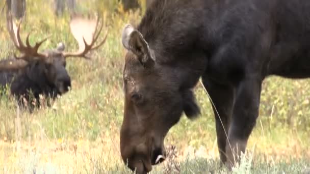 Bull and Cow Moose — Stock Video