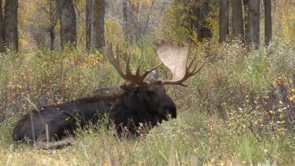 Bull Shiras Moose Bedded — Stock Video