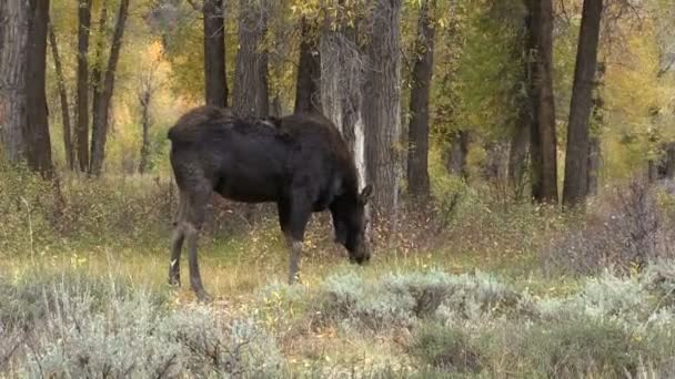 Cow Moose Grazing — Stock Video