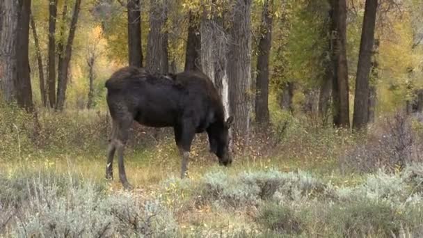 Cow älg betar — Stockvideo