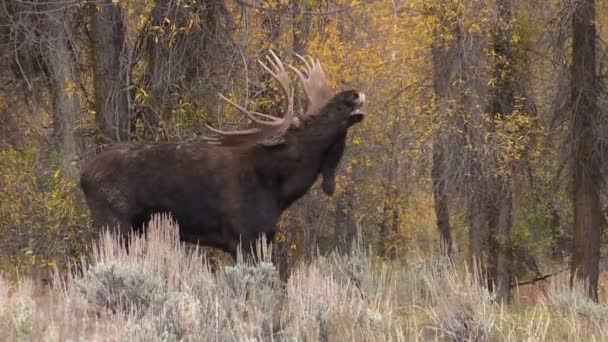 Rutting Bull Shiras Moose — Stock Video