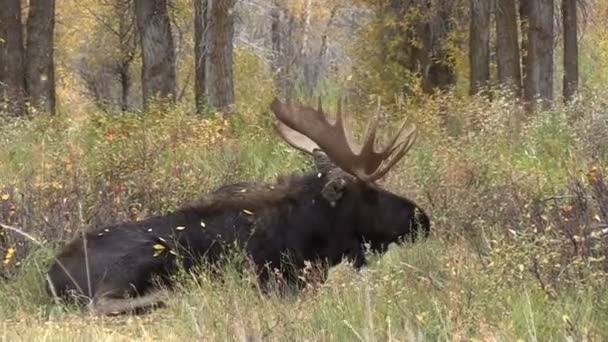 Bull Moose Shiras letti — Video Stock