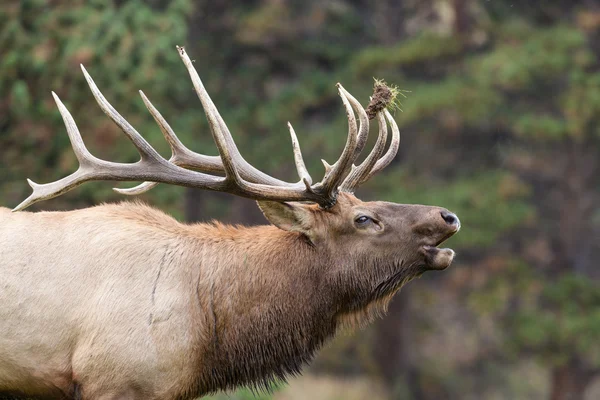 Bull Elk Bugling in de sleur — Stockfoto