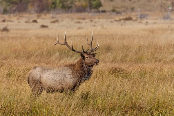 Boğa Elk durumda olan tek — Stok fotoğraf