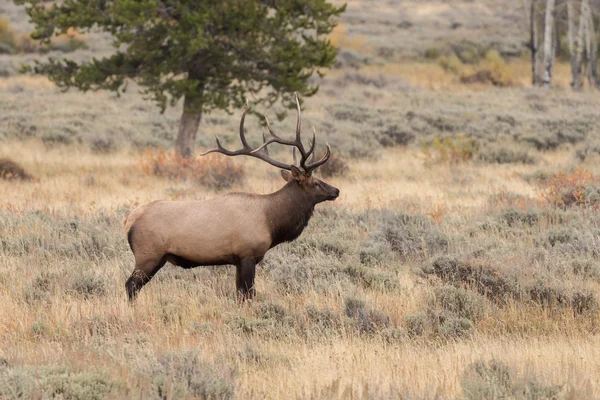 Bull elk in the Fall Rut — Stock Photo, Image