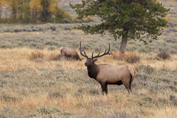 Bika Elk az őszi RUT — Stock Fotó