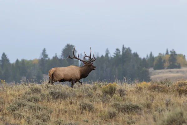 Bull elk in the Fall Rut — Stock Photo, Image