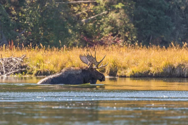 Bull Shiras Moose en River —  Fotos de Stock