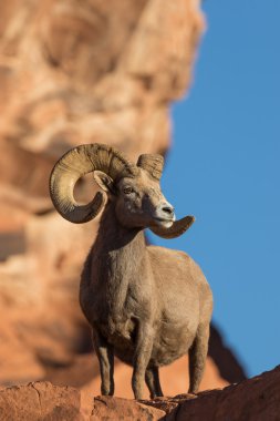 çöl bighorn koyun ram