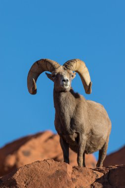 çöl bighorn koyun ram