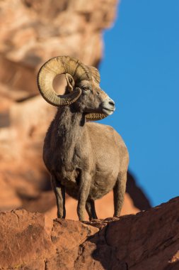 çöl bighorn koyun ram