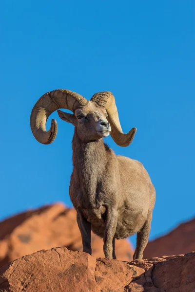 Rama di pecora del Bighorn del deserto — Foto Stock