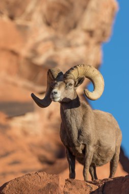 çöl bighorn koyun ram