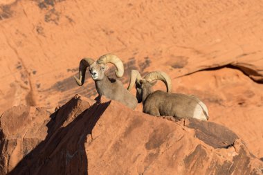 çöl bighorn koyun rams