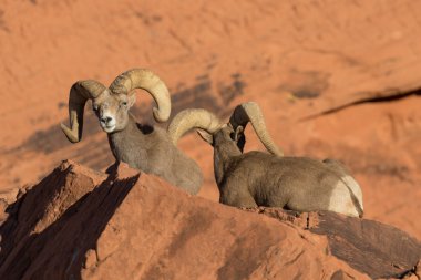 çöl bighorn koyun rams