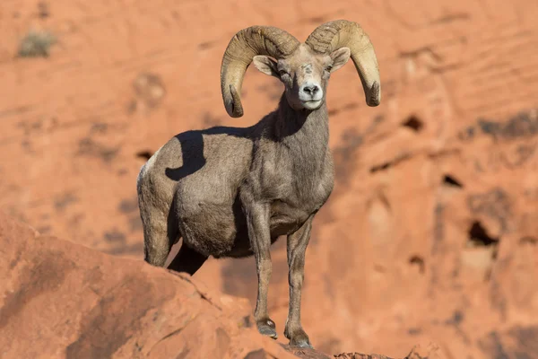 Deserto Bighorn carneiro — Fotografia de Stock