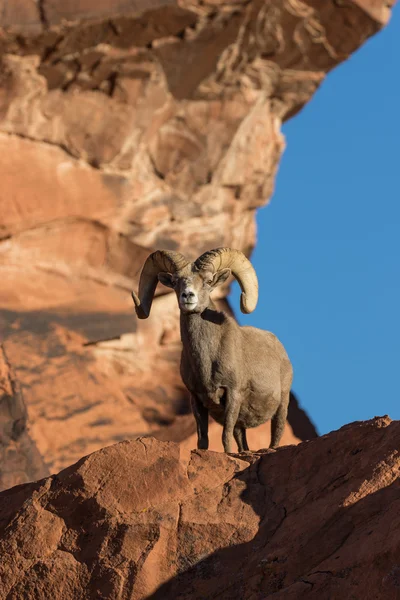 Sivatagi Bighorn juh Ram — Stock Fotó