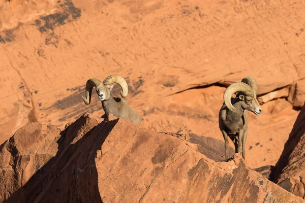 Béliers mouflons du désert — Photo