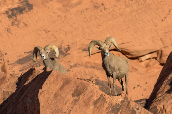 Sivatagi bighorn juh kosok — Stock Fotó