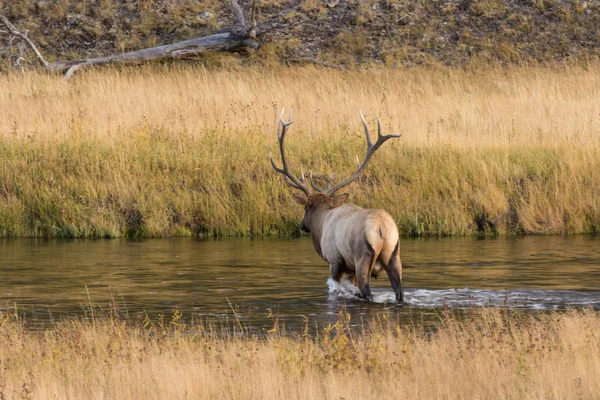 Bull Elk in the Rut — Stock Photo, Image