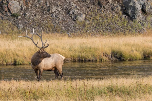 Bull Elk in de sleur — Stockfoto