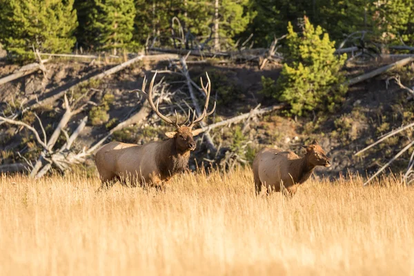 Taureau et élan de vache dans la cabane — Photo