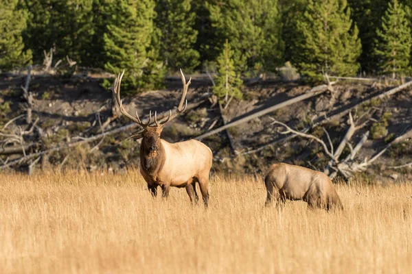 Taureau et élan de vache dans la cabane — Photo