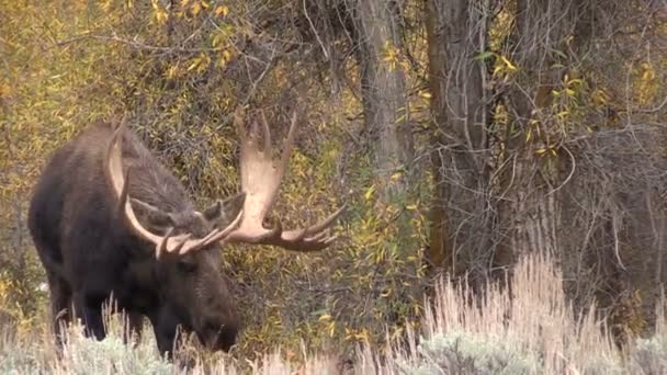 Oie des taureaux en rut — Video