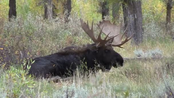 Bull Moose bedded — Stock Video