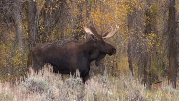 Bull Moose in Rut — Stock Video