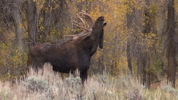 Bull Moose in Rut — Stock Video