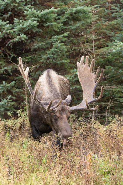 Аляска Юкон лося Bull — стокове фото