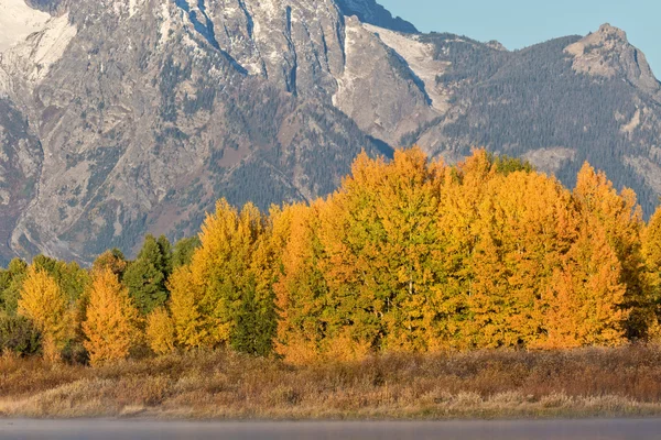 Berg Aspen Grove in herfst — Stockfoto